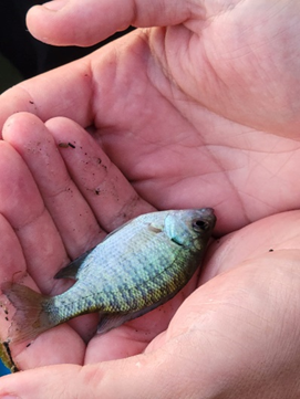 Little fish held in hands