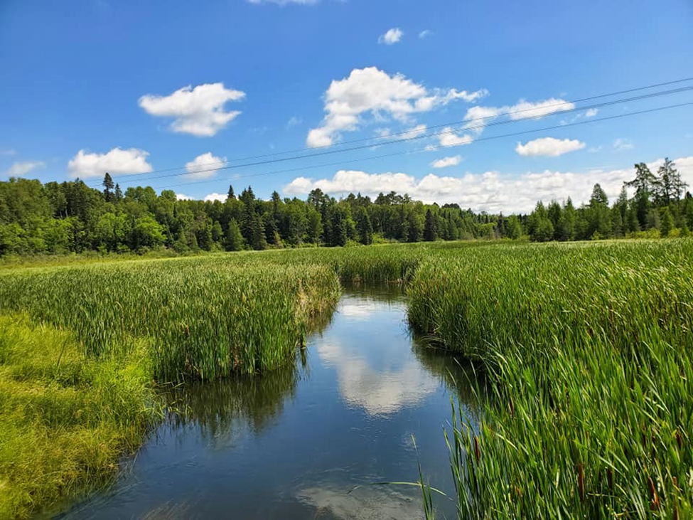 Stream in the cattails