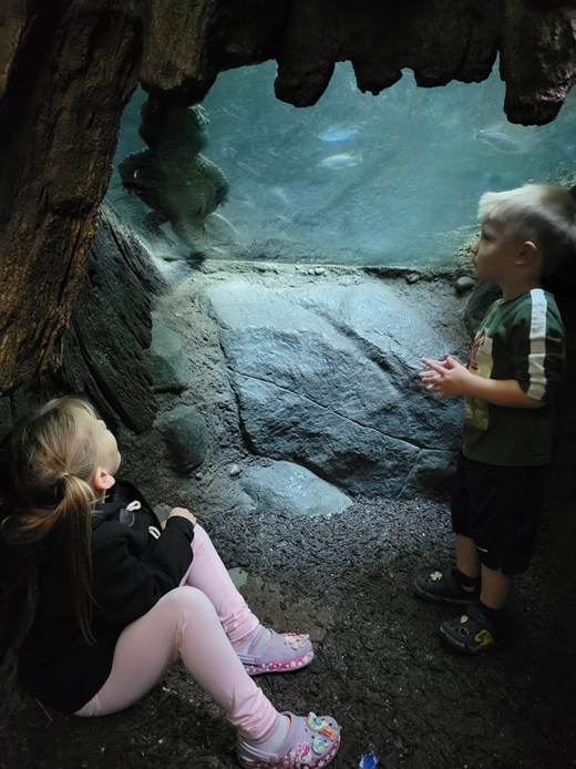 Kids looking at an alligator at the Minnesota Zoo
